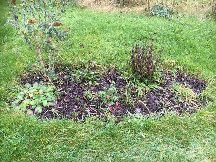 shrubs lying dormant for winter 